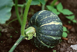 吃瓜爆料素材图片高清壁纸,揭秘高清壁纸背后的吃瓜爆料故事